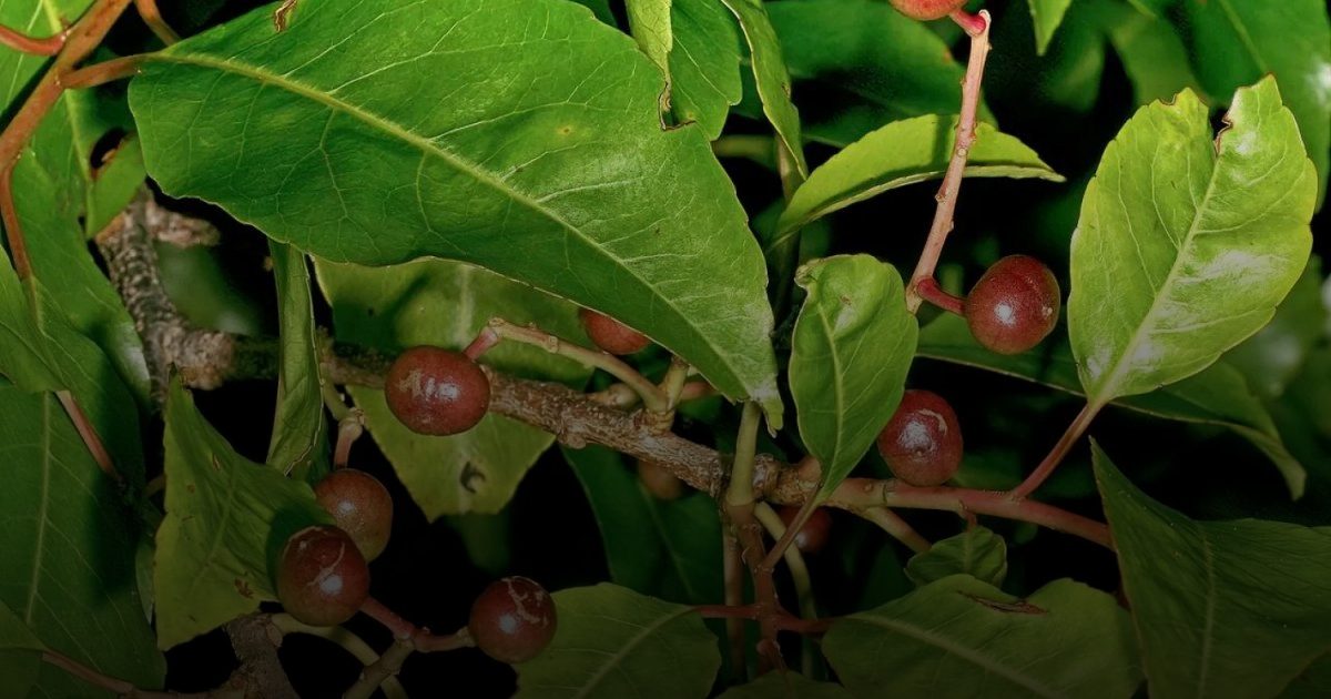 الخوخ الأفريقي ..  فوائد محتملة في الوقاية من سرطان البروستاتا