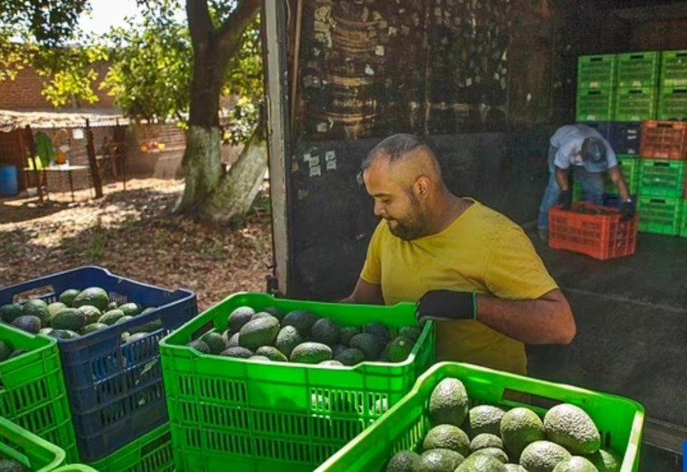 الأفوكادو يدمر كوكب الأرض