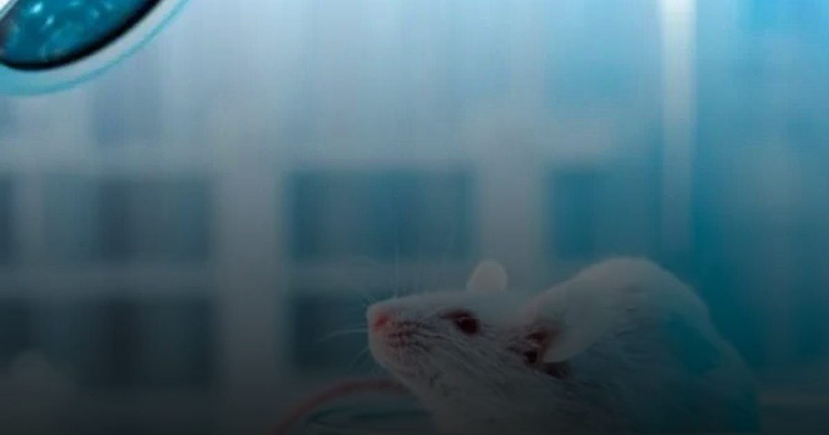 إنتاج خلايا رئوية من أنسجة الفئران في اليابان