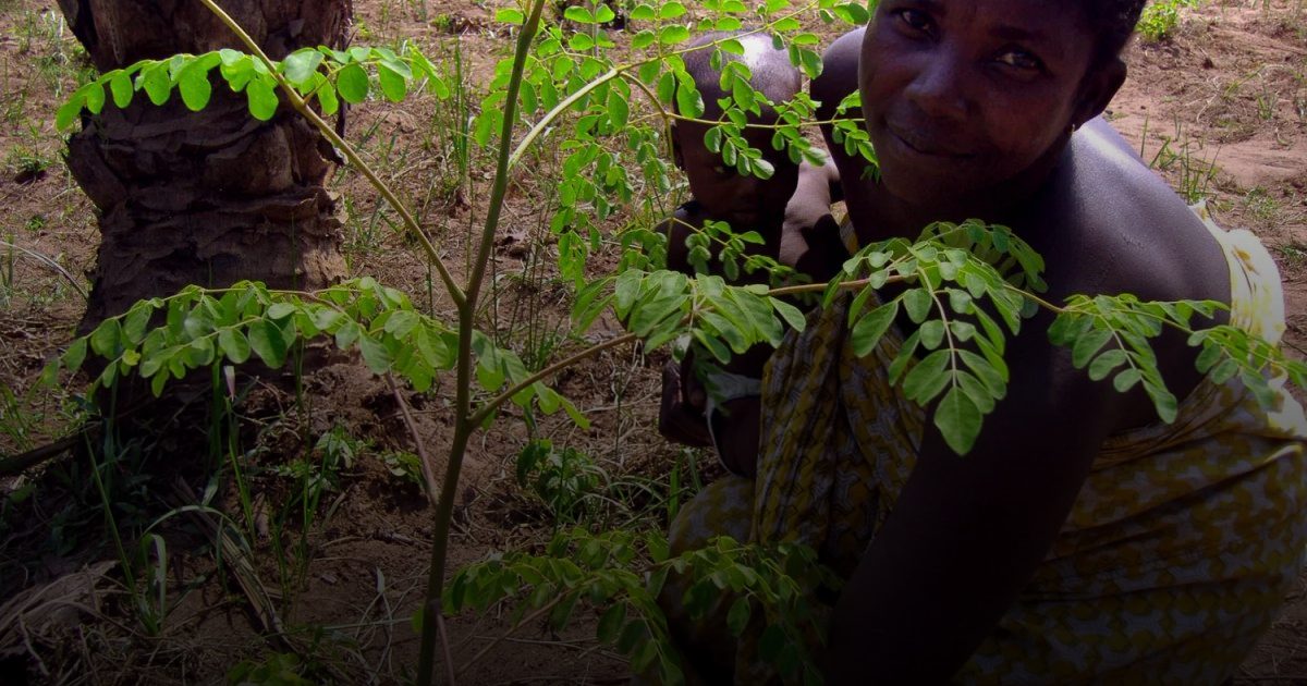 المورينجا.. شجرة معجزة تمنحك صحة أفضل