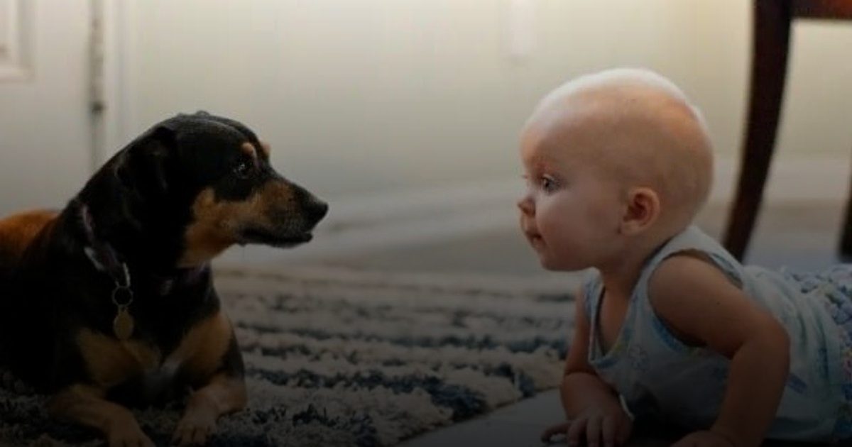 دراسة صادمة: العيش مع الكلاب يقي الأطفال من الربو بنسبة 48%.. والقطط لا تقدم الحماية!