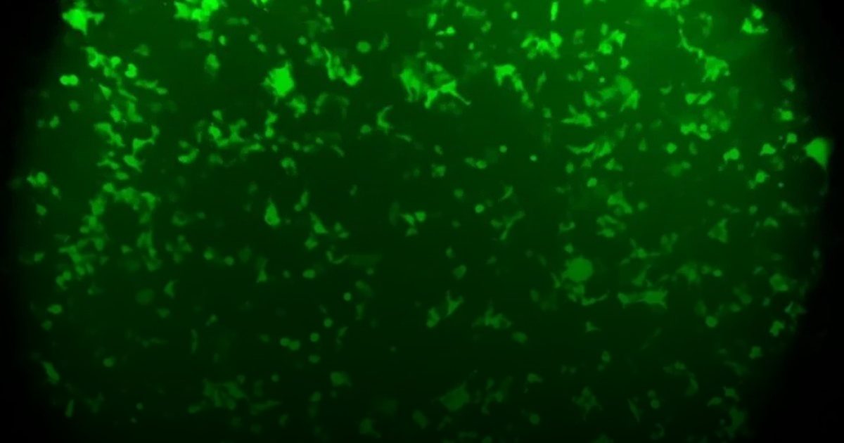 جلد "ذكي" يتوهج بالأخضر.. إنذار بيولوجي مبكر يكشف الأمراض الصامتة