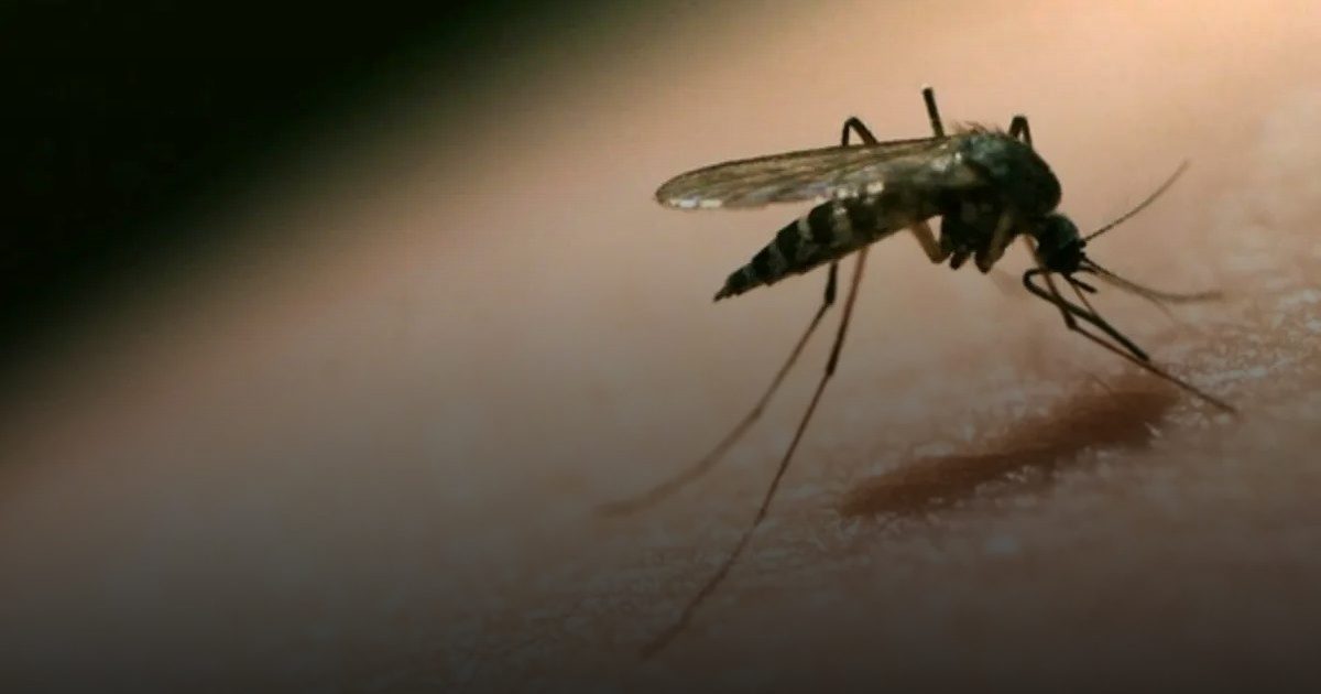 انخفاض حالات الإصابة بحمى الضنك في سنغافورة إلى أدنى مستوى منذ (7) سنوات