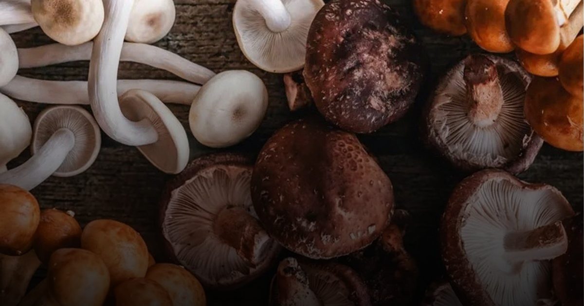 فوائد الفطر لصحة القلب وخفض ضغط الدم