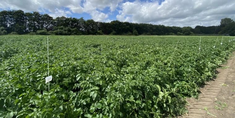 علماء يبتكرون تقنية نانوية لحماية المحاصيل من البكتيريا