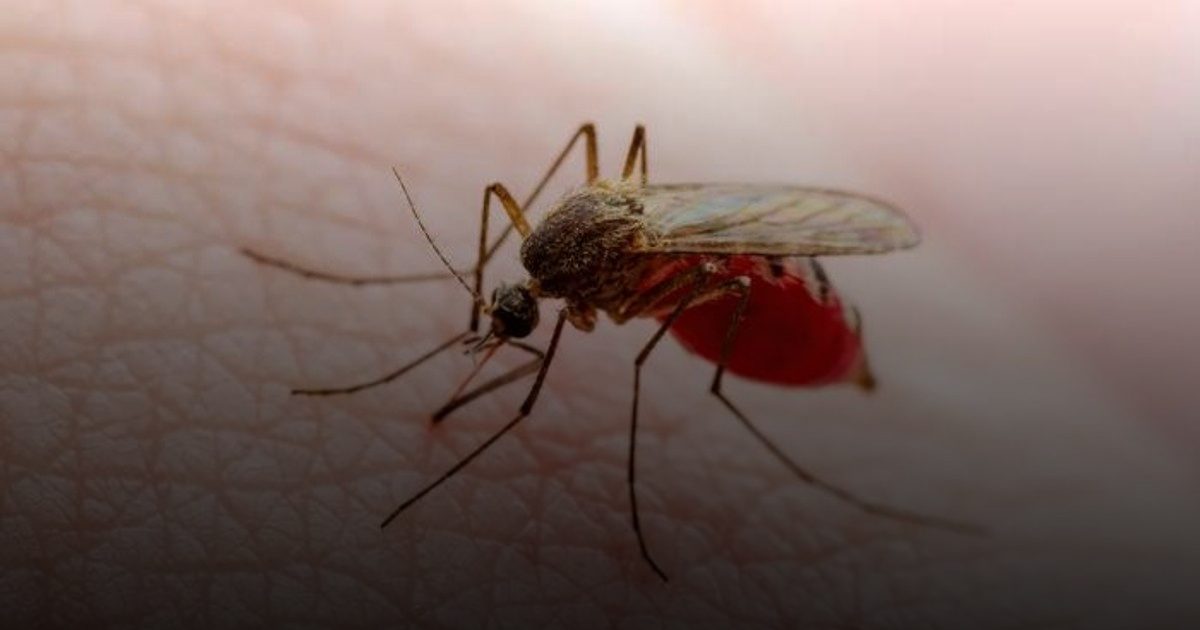 وفيات بحمى الضنك في ناورو وساموا وسط تفشٍ واسع بالمنطقة