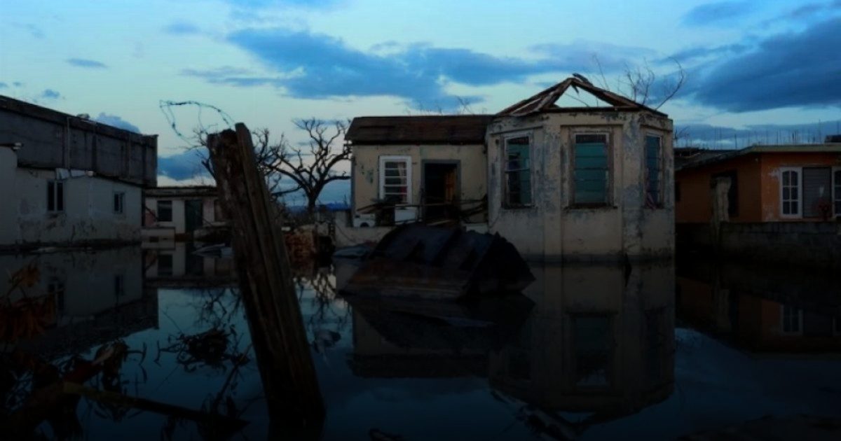 جامايكا تواجه تفشياً لـ "اللولبية البرية" القاتل في أعقاب إعصار ميليسا المدمر