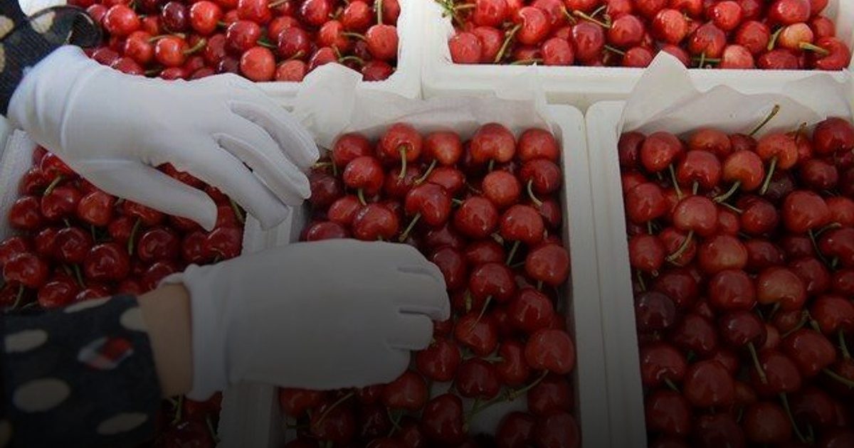 تناول الكرز كمسحوق يمكن أن يحمي من الخرف