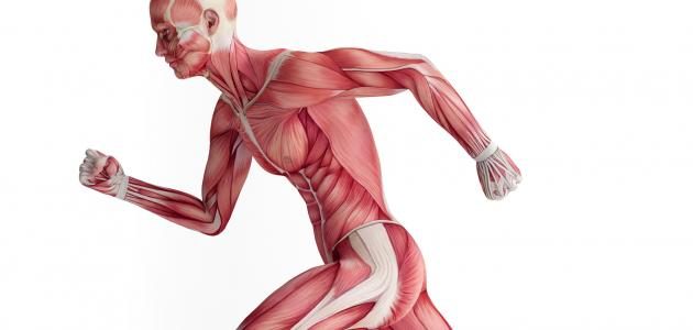 قوة عضلات الصدر والظهر مؤشر حيوي لخفض مخاطر الأزمات القلبية والوفاة المبكرة