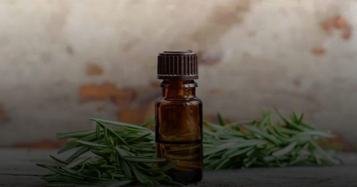 عشبة "روزماري".. لصفاء الذاكرة والوقاية من الزهايمر