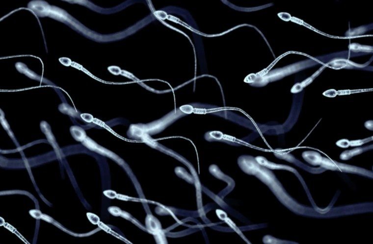 زراعة الخلايا الجذعية تُعيد الأمل للرجال المصابين بالعقم