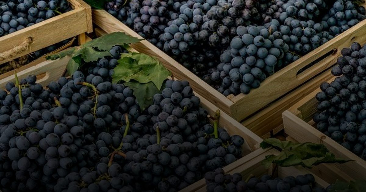 توقيت العنب يعزز فوائده للصحة والطاقة والنوم