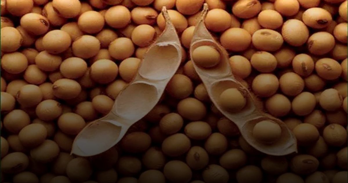 خرافة "هرمونات الأنوثة".. "عش بصحة" تبرئ الصويا وتكشف الخطر الحقيقي