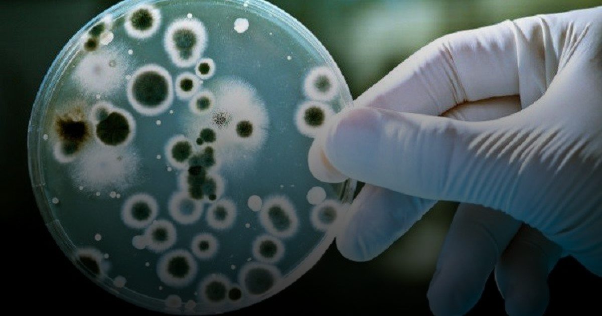 منظمة الصحة العالمية تحذر من ارتفاع نسب مقاومة الميكروبات للمضادات الحيوية