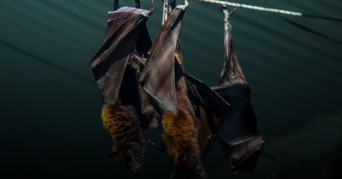 نيباه.. "الشبح الوبائي" القاتل الذي يواجه حصاراً دولياً لتقليص مخاطر تفشيه