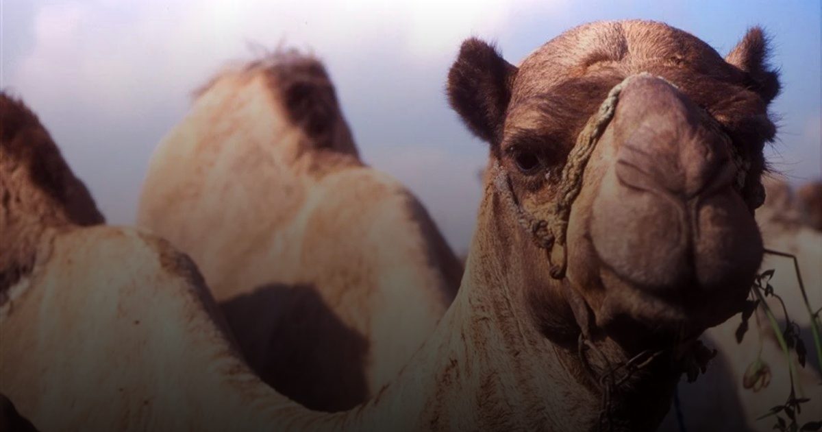 حليب النوق يمنع الربو التحسسي