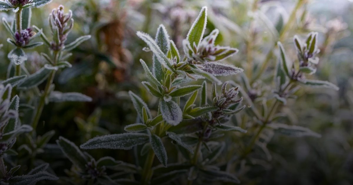 عشبة الزعتر تقلل الالتهاب وتعزز المناعة