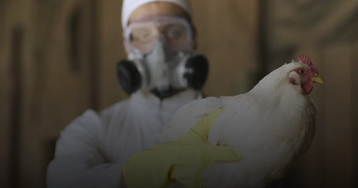 إنفلونزا الطيور تخرج عن السيطرة في أمريكا