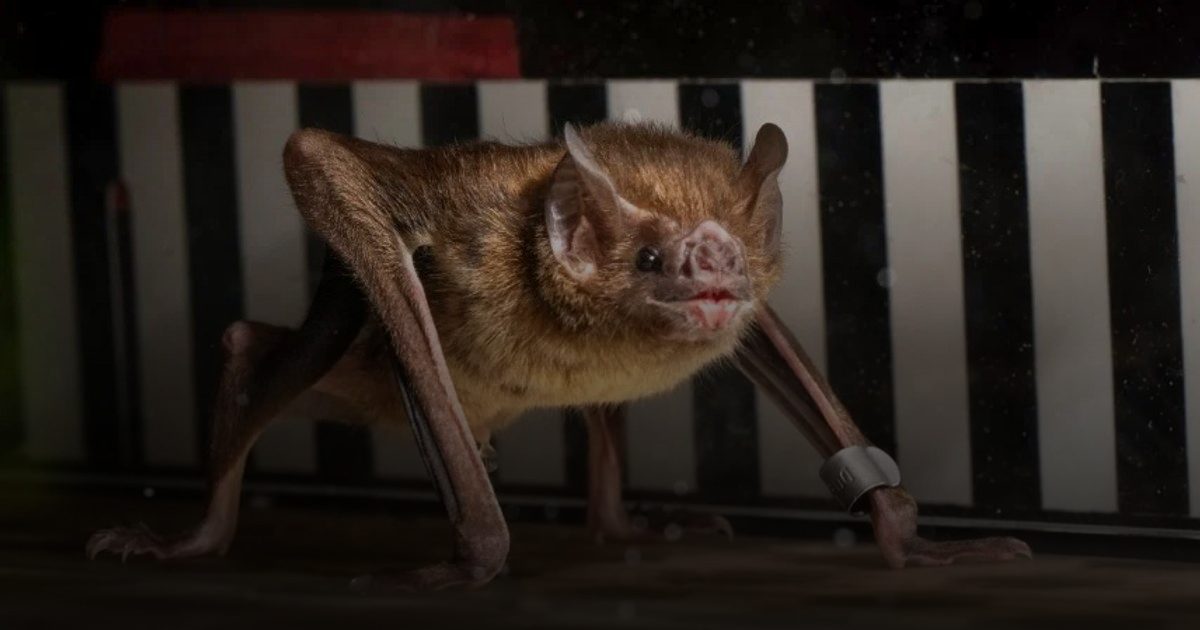 خفاش مصاب بفيروس نادر يشبه داء الكلب يثير الرعب في بريطانيا