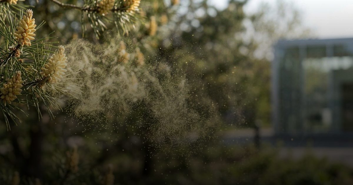 خبراء يحذرون من خطر تصاعد حبوب اللقاح الربيعية