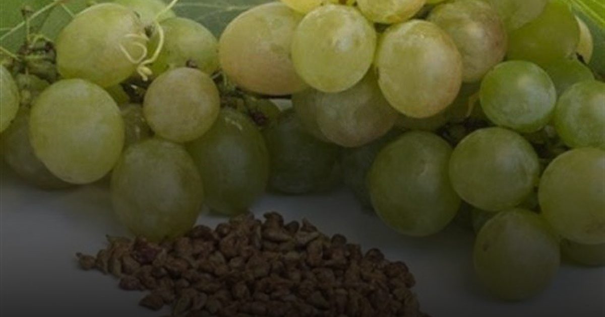 طموح الـ 120 عاماً: شركة صينية تسعى لتطوير حبوب تعتمد على "بذور العنب" لإطالة عمر الإنسان