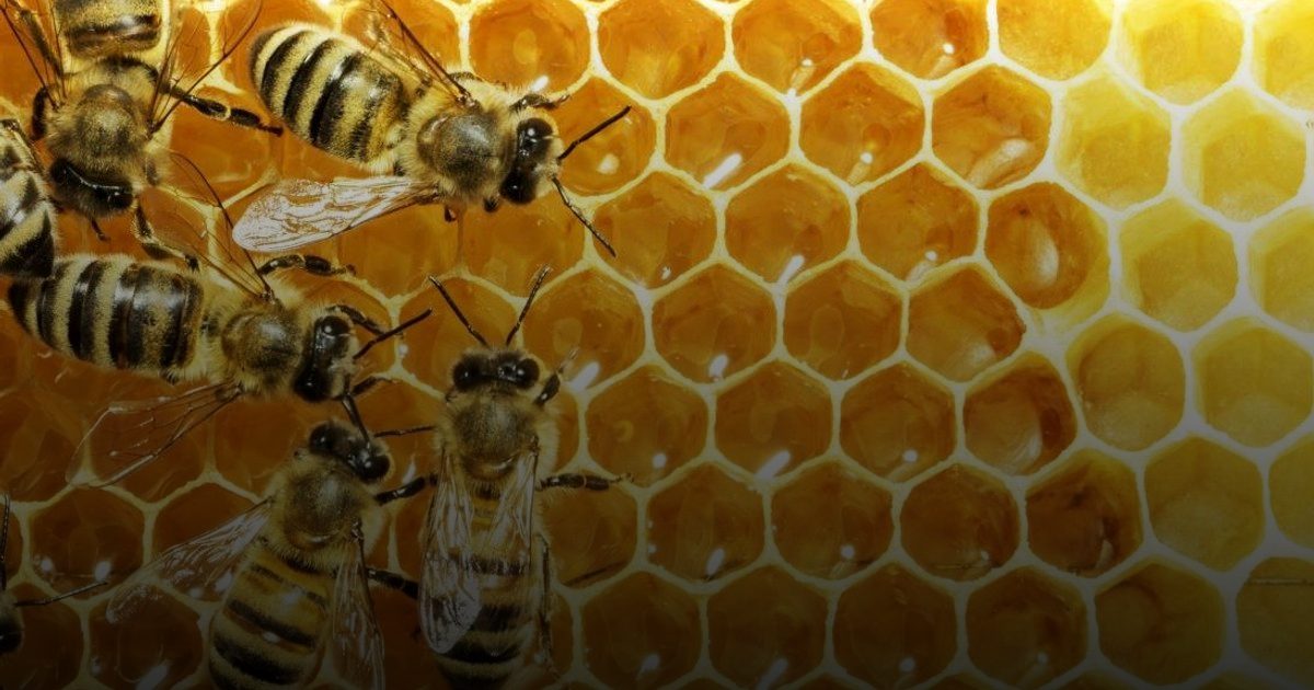 علماء يستهدفون ملكات النحل لإطالة عُمر الإنسان