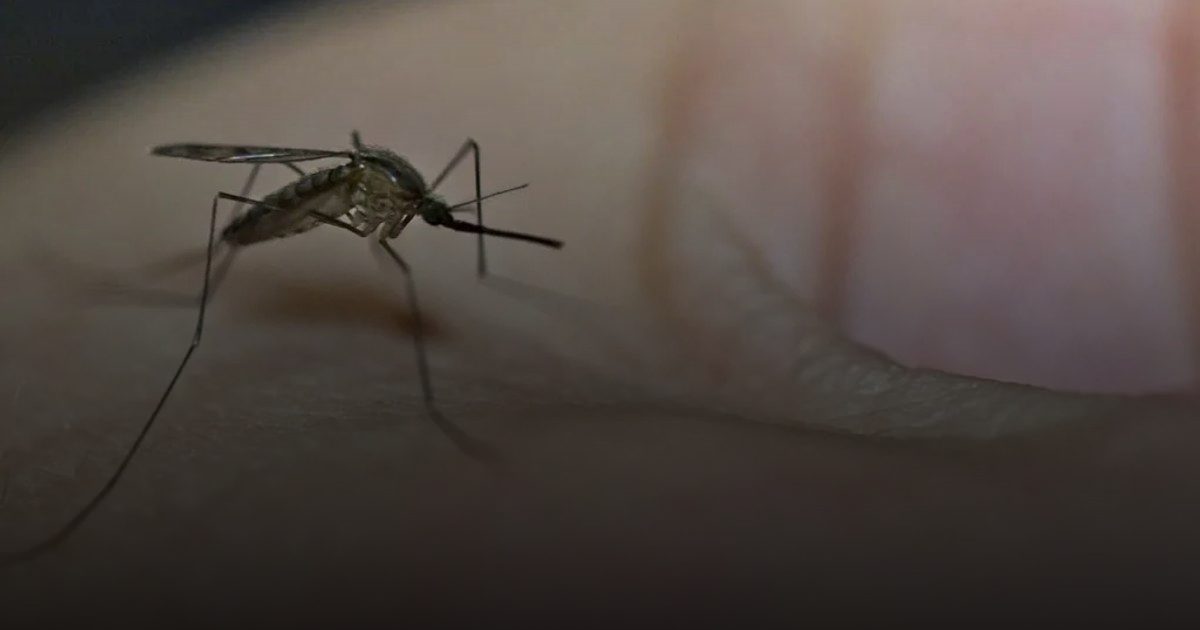 البرازيل توافق على أول لقاح بجرعة واحدة ضد حمى الضنك