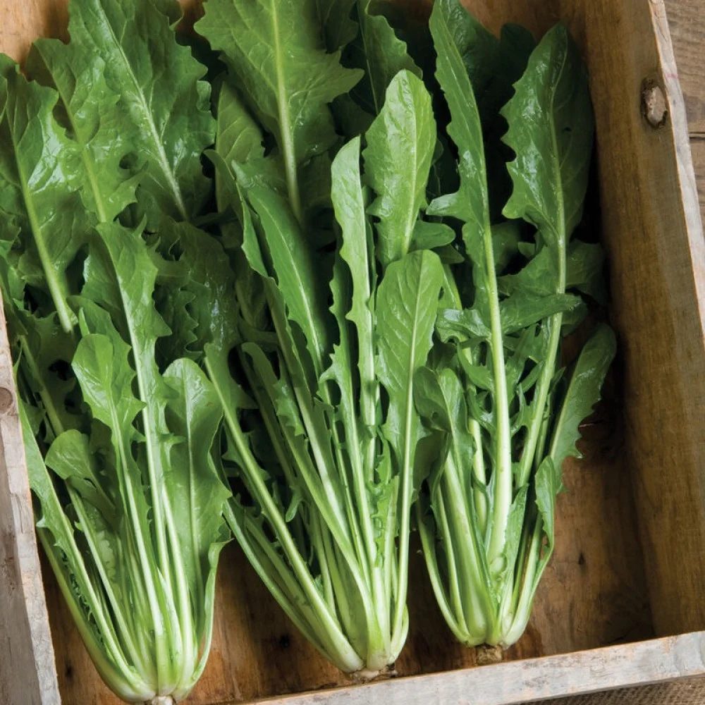 اكتشاف علمي يظهر قدرة الهندباء في مكافحة الالتهابات