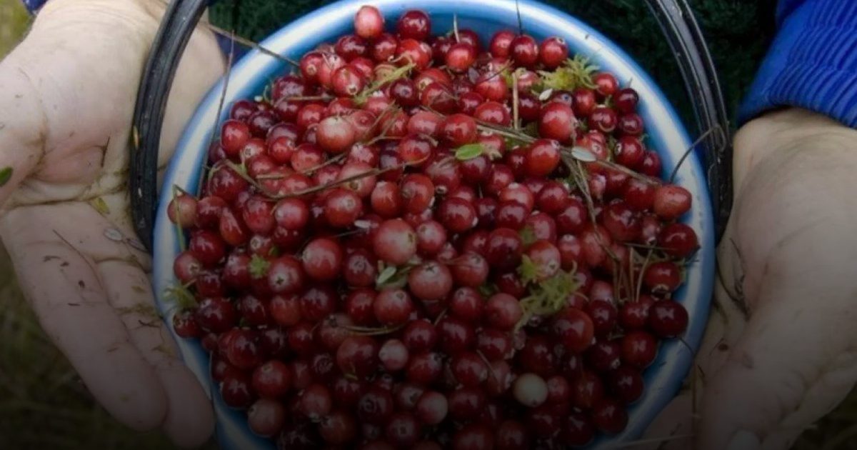 التوت البرّي يقلل الإصابة بالتهاب المسالك البولية