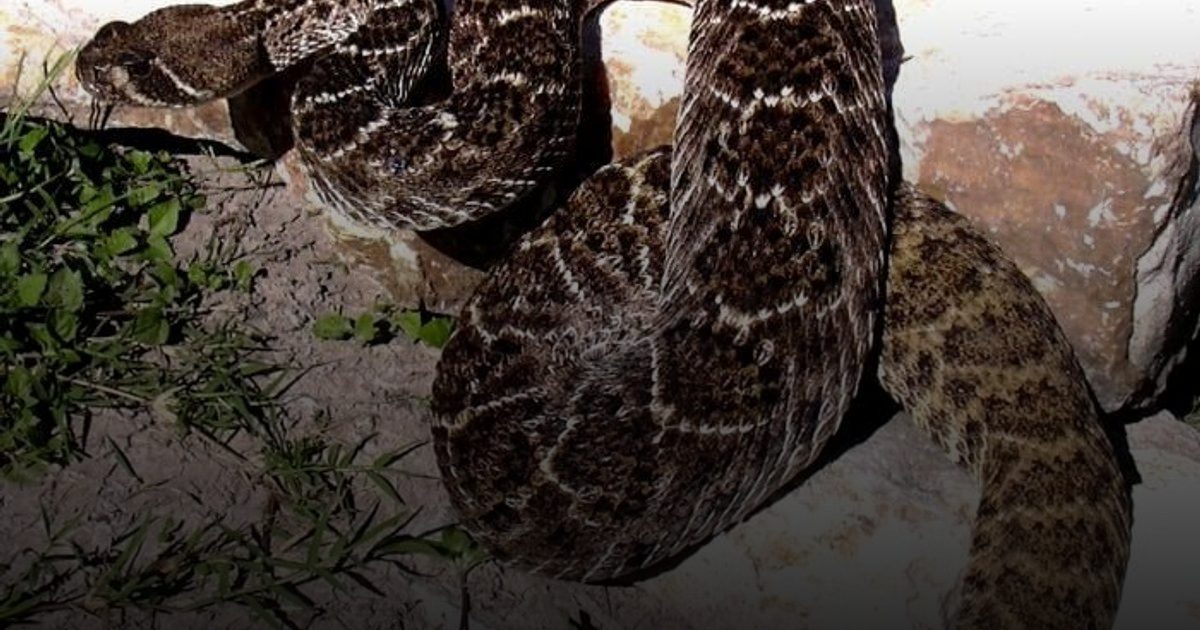 اختبار جديد قائم على السكّر يميّز سموم الثعابين