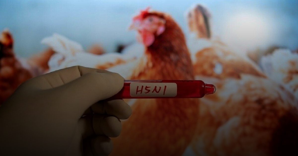 منظمات دولية: مخاطر إنفلونزا الطيور على الصحة العامة العالمية منخفضة