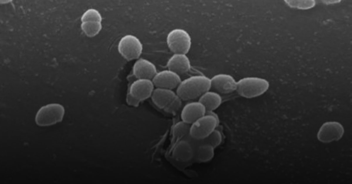 الميكروبيوم يؤثر في الشخصية.. دراسة جديدة تكشف عن دور بكتيريا الأمعاء في السمات السلوكية