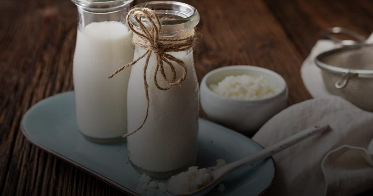 "ملك البروبيوتيك" تحت المجهر.. كيف يتحول "الكفير" من درع واقية إلى خطر على