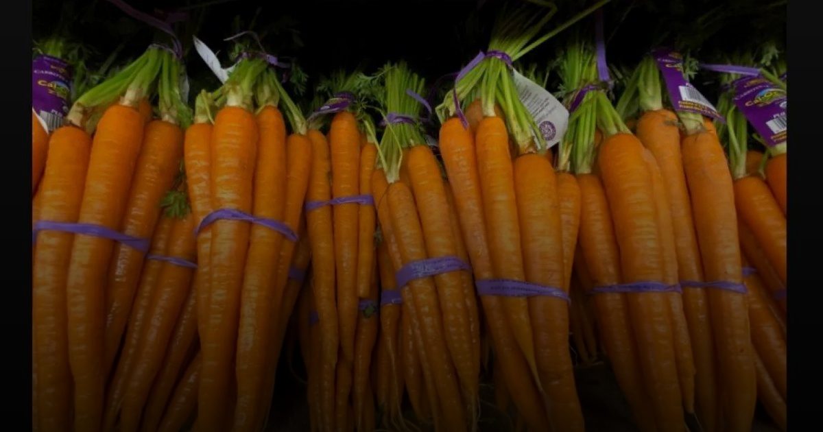 الجزر وعصيره يخفضان ضغط الدم والكوليسترول بفعالية