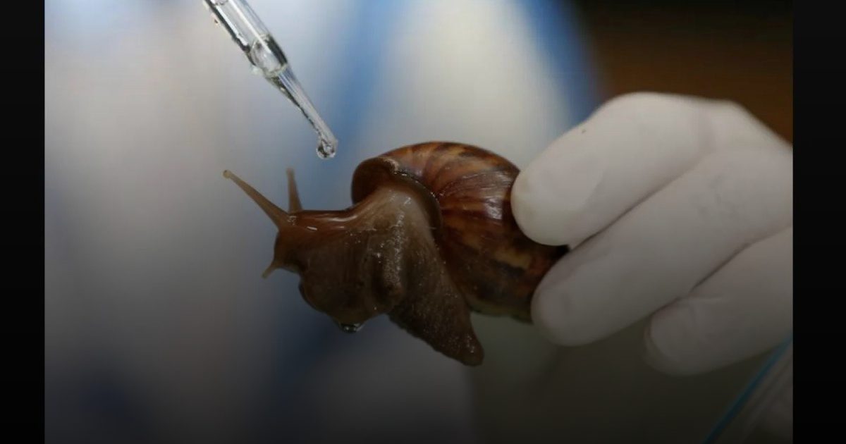 البلهارسيا تنقلها القواقع الأفريقية... مرض قاتل يضرب أوروبا