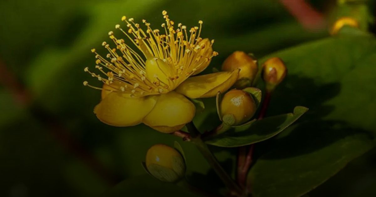 نبتة سانت جون لعلاج الاكتئاب!.. تحذير طبي