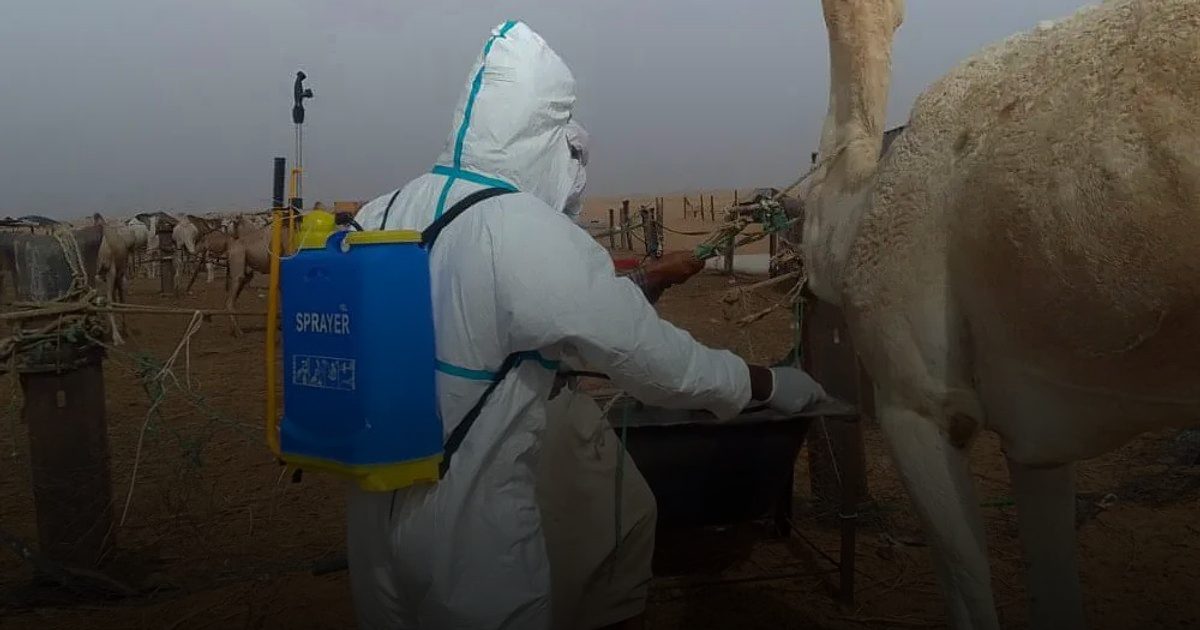 في السنغال 18 حالة وفاة و140 إصابة بسبب حمى الوادي المتصدع