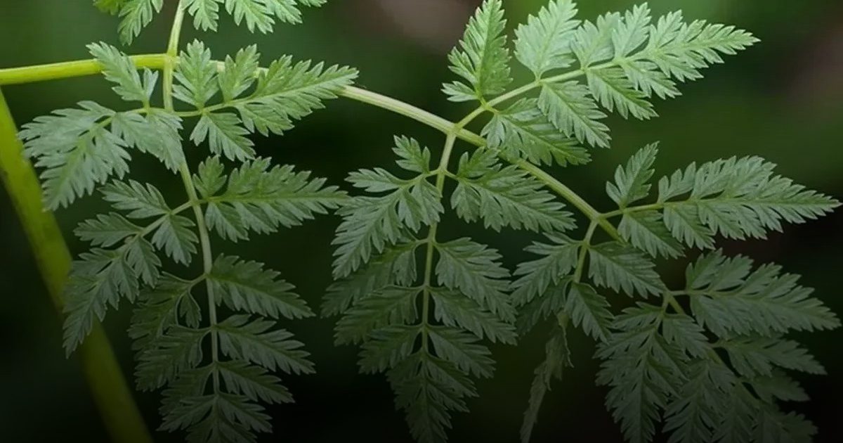 شوكران نبتة تشبه البقدونس تقتل من يتذوقها