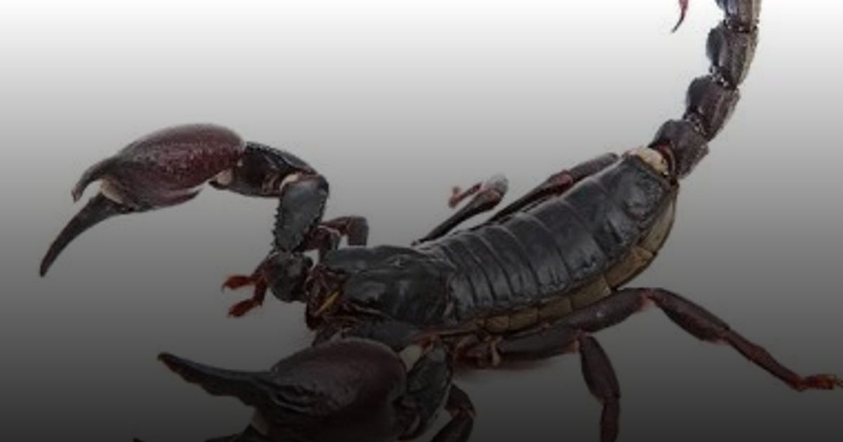 بـ 107 أمصال عقرب: فريق طبي في سوهاج ينقذ فتاة تعرضت لثلاث لدغات وتوقف بالقلب