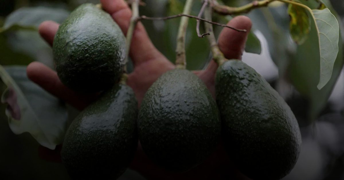 الأفوكادو.. حبة يومية تُعيد ضبط الكولسترول وتمنحك نوماً أعمق