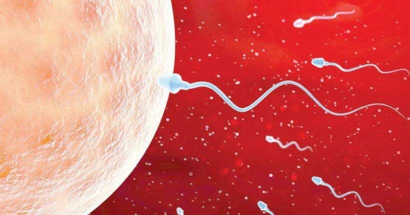 دراسة تربط بين «جودة» الحيوانات المنوية وأعمار الرجال