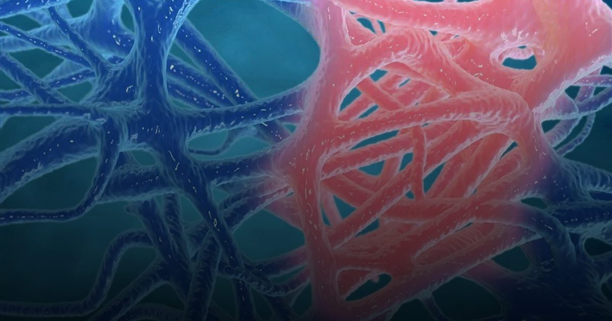 دراسة: استعادة بروتين معين في الخلايا يوقف الالتهاب المزمن