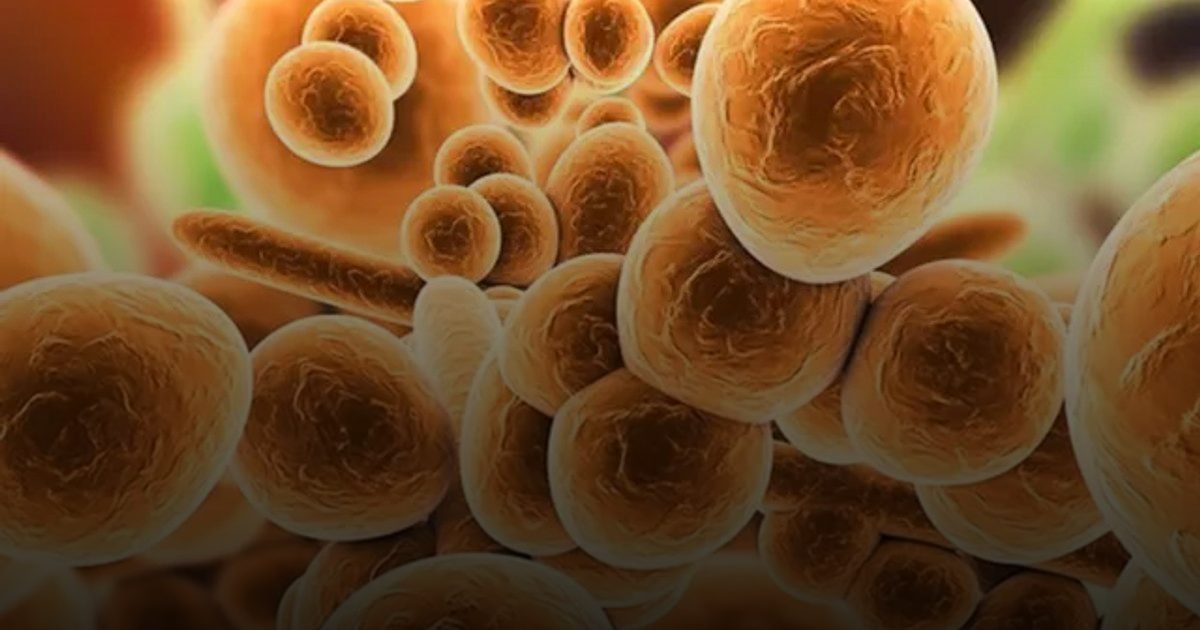 "المقاومة الفتاكة".. فطر "كانديدا أوريس" يخرج عن السيطرة في مستشفيات أمريكا