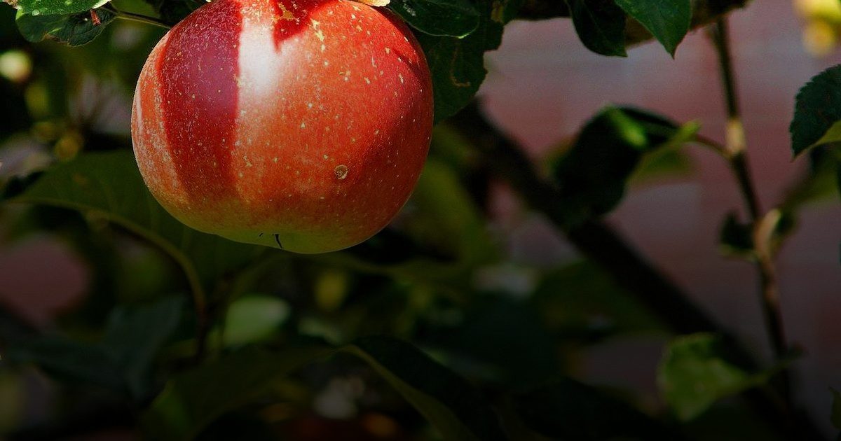 التفاح للحفاظ على شباب البشرة ومحاربة الالتهابات