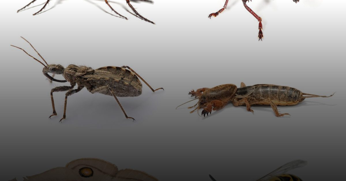 تحذير عالمي: التغيرات المناخية تهدد بانتشار كبير للأمراض المنقولة بالحشرات