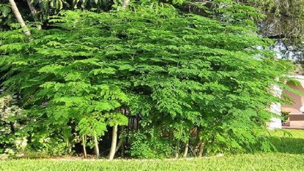 المورينغا تُزيل 98% من جزيئات البلاستيك الدقيقة بالمياه