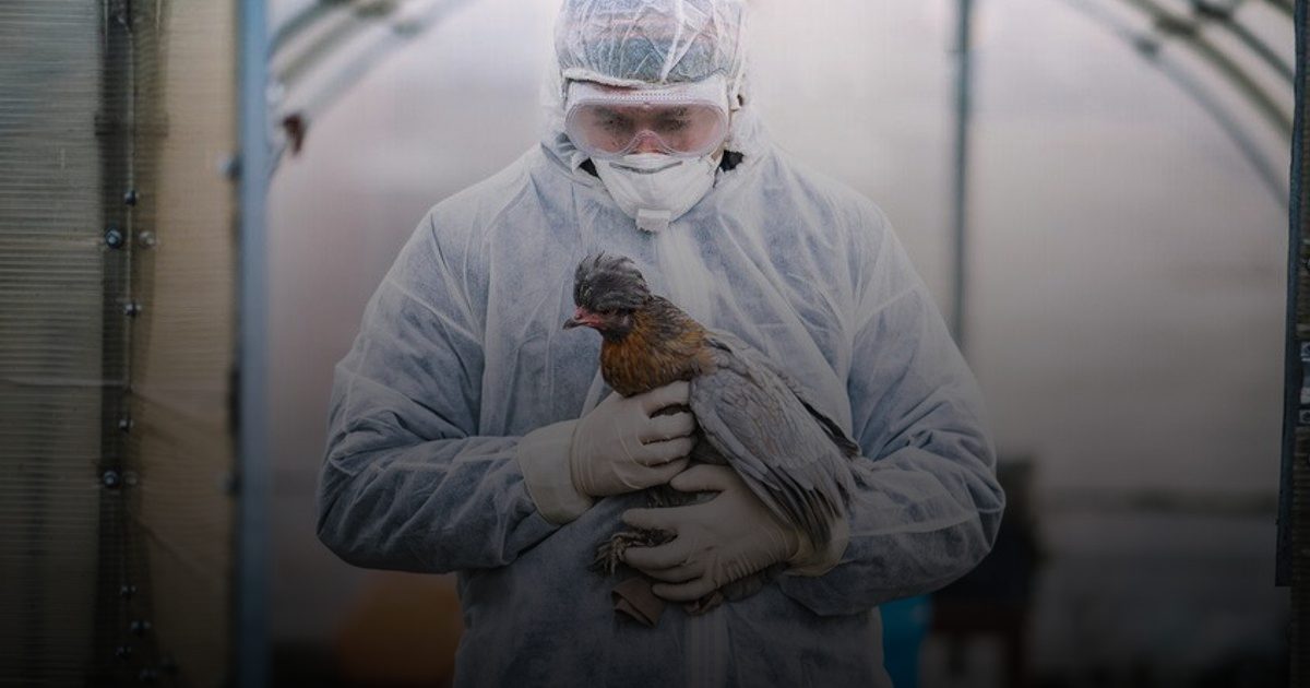 تحذير علمي: 48 ساعة فقط قد تفصل العالم عن جائحة "إنفلونزا الطيور"