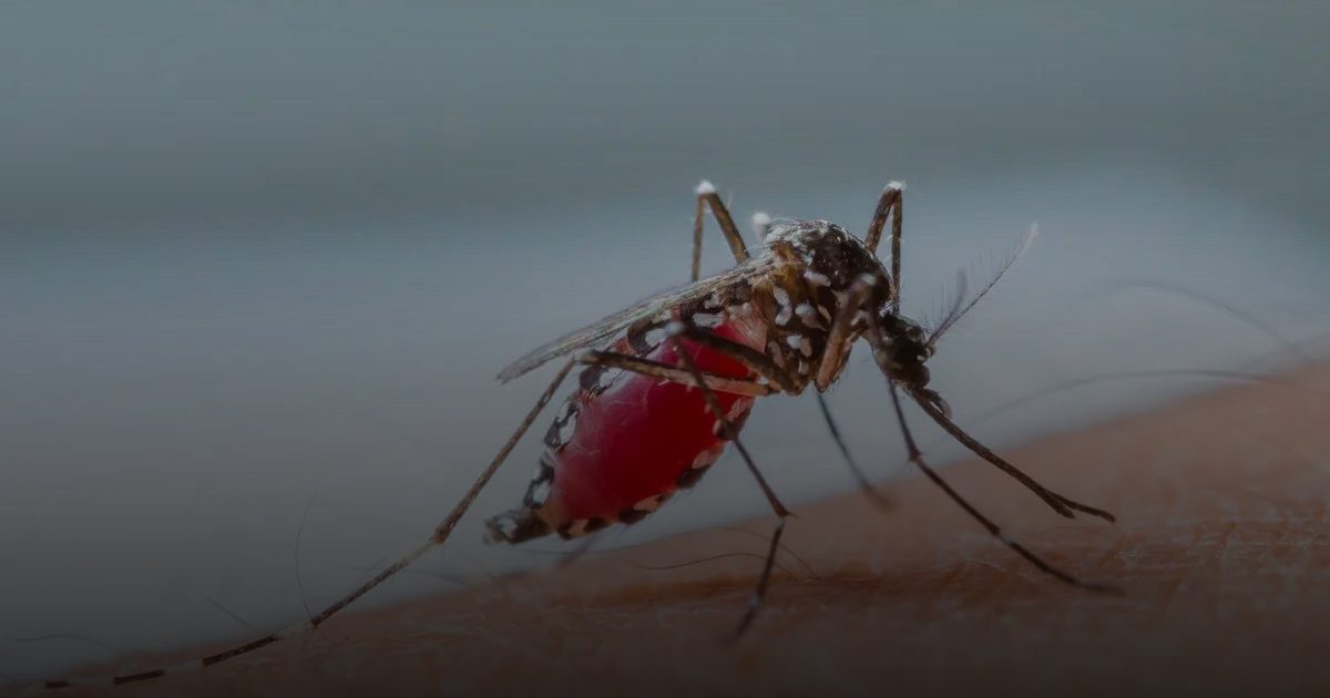 عقار تجريبي جديد يظهر فعالية واعدة ضد الملاريا