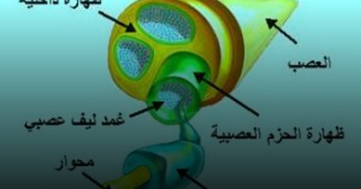 إصابات الأعصاب الطرفية: التعافي ممكن رغم التحديات