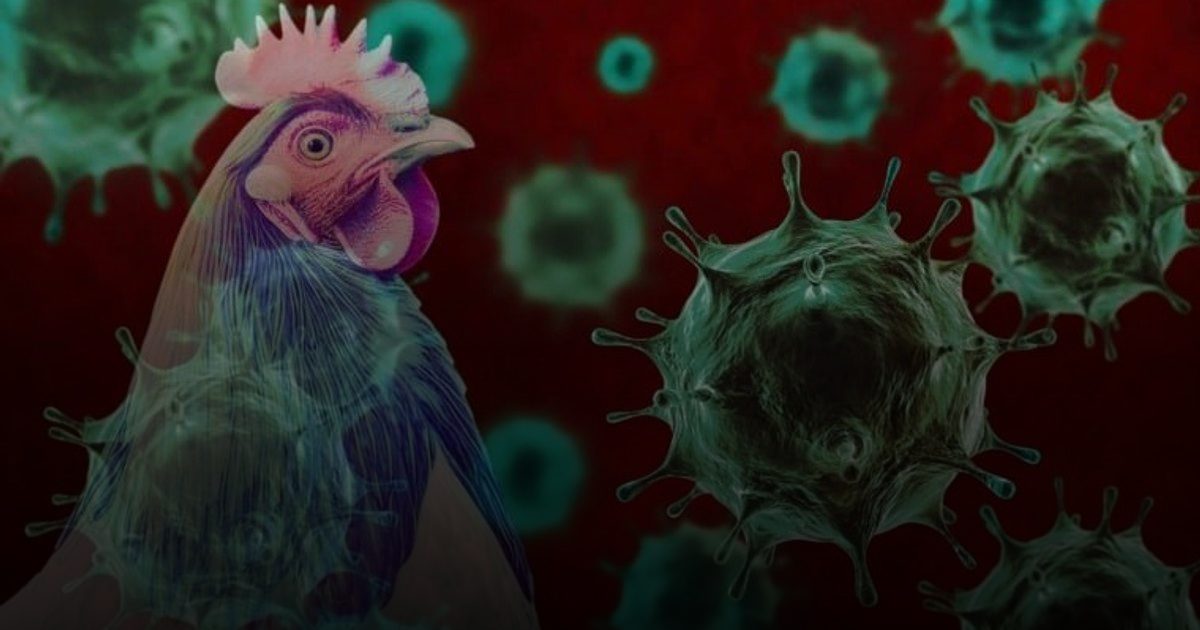 إنفلونزا الطيور تتحدى الحمى: اكتشاف جين PB1 يثير قلق العلماء بشأن الأوبئة المستقبلية